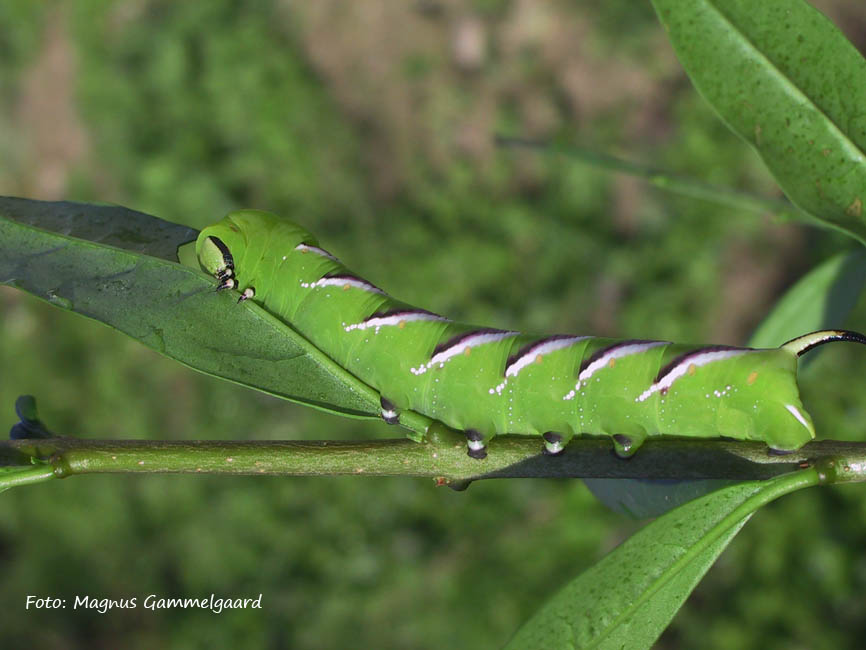 antracnose