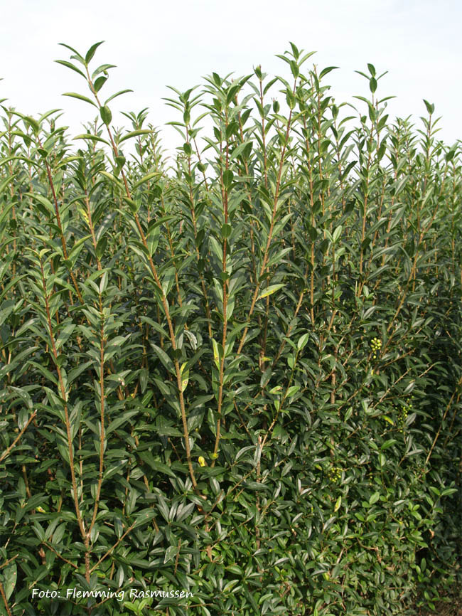 Ligustrum vulgare 'Liga'