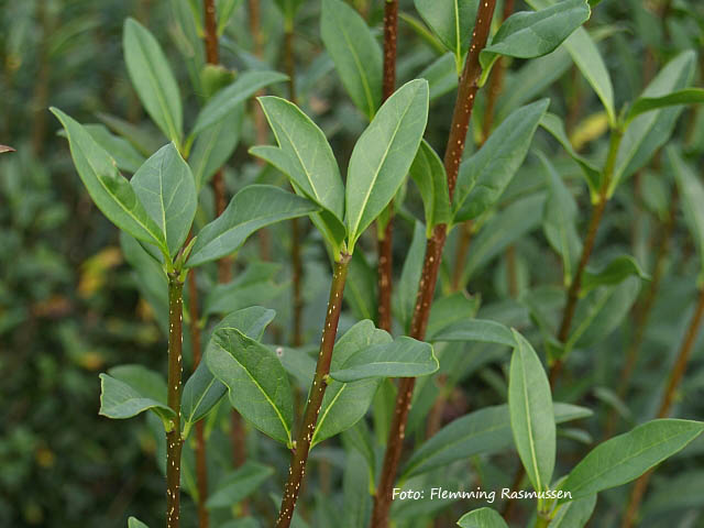 Ligustrum vulgare 'Listrum'