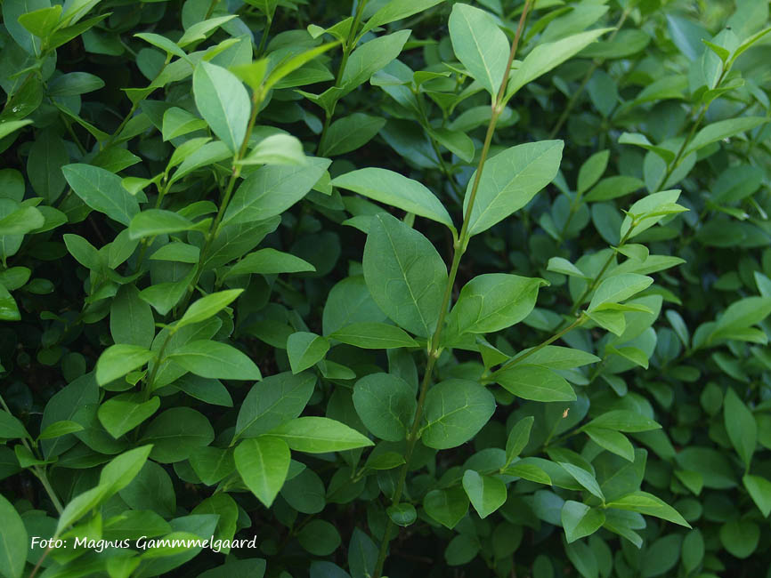 Ligustrum ovalifolium